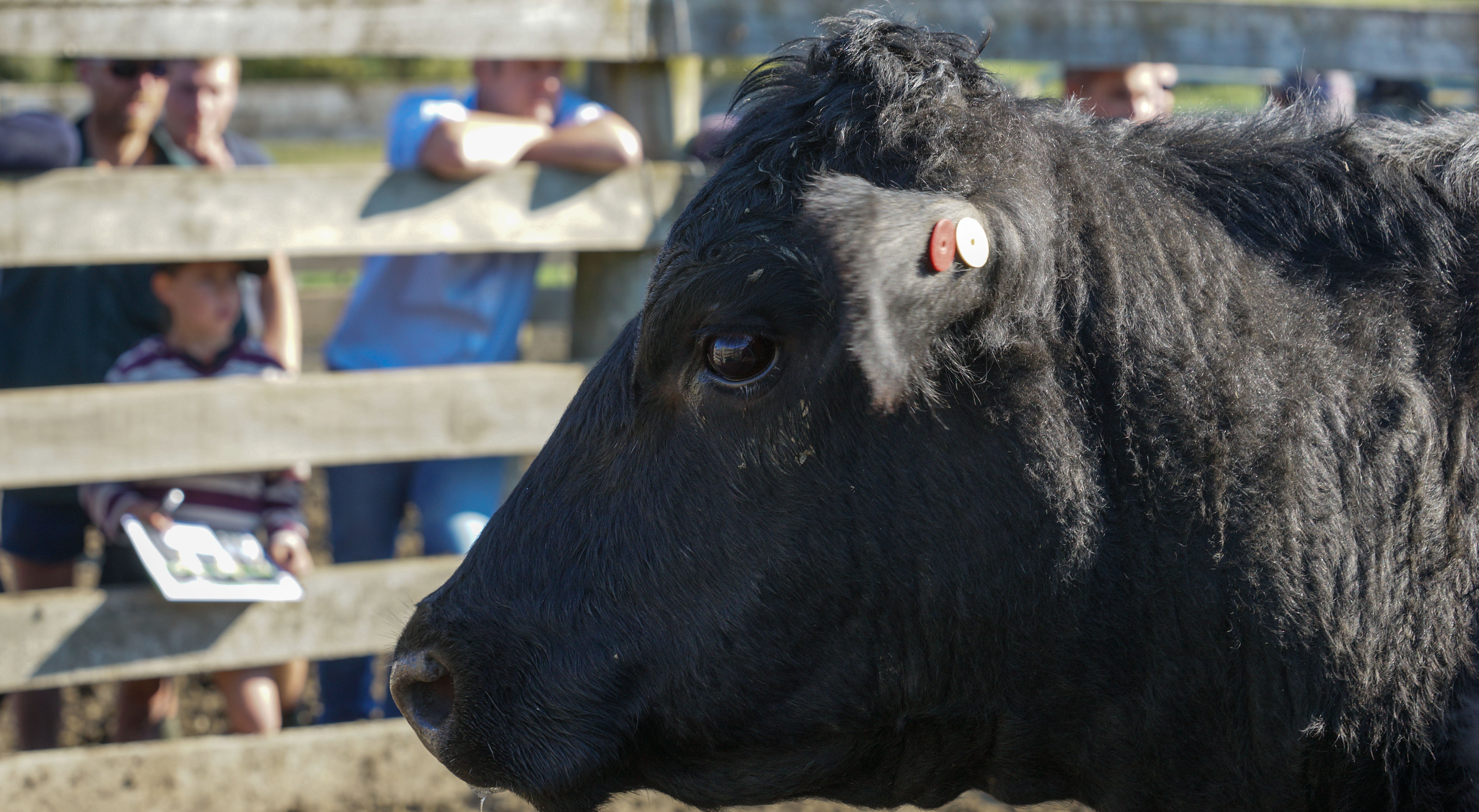 How to find the best bull for your operation