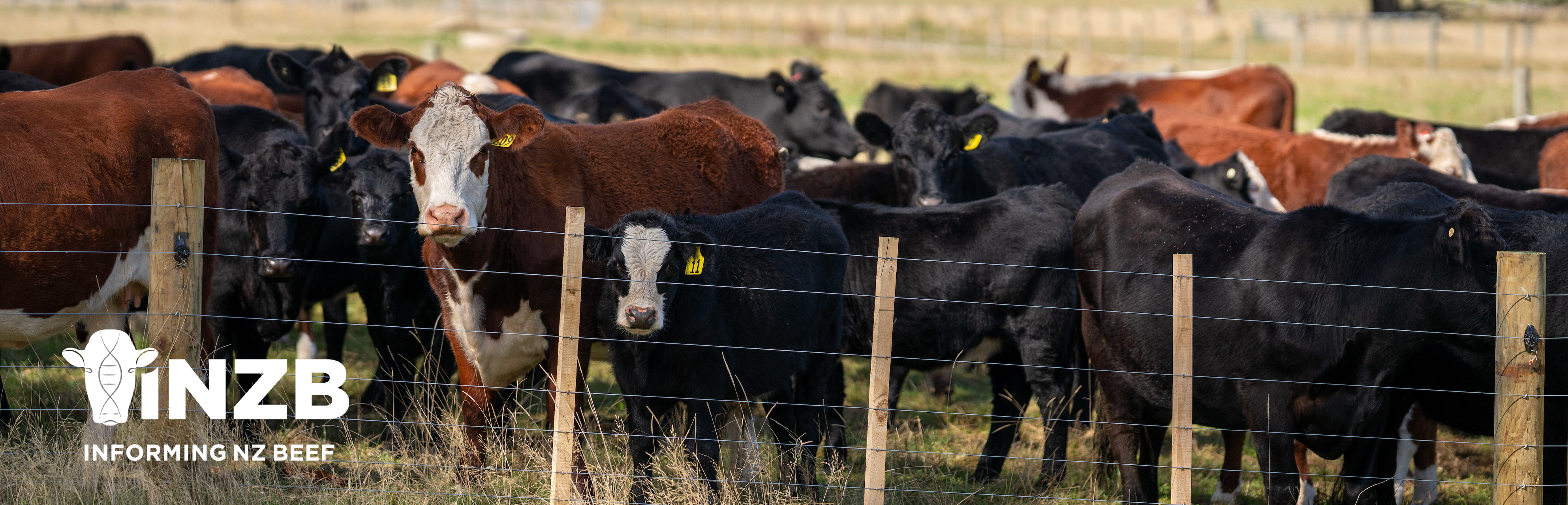 Beef Progeny Test: Call for bull nominations