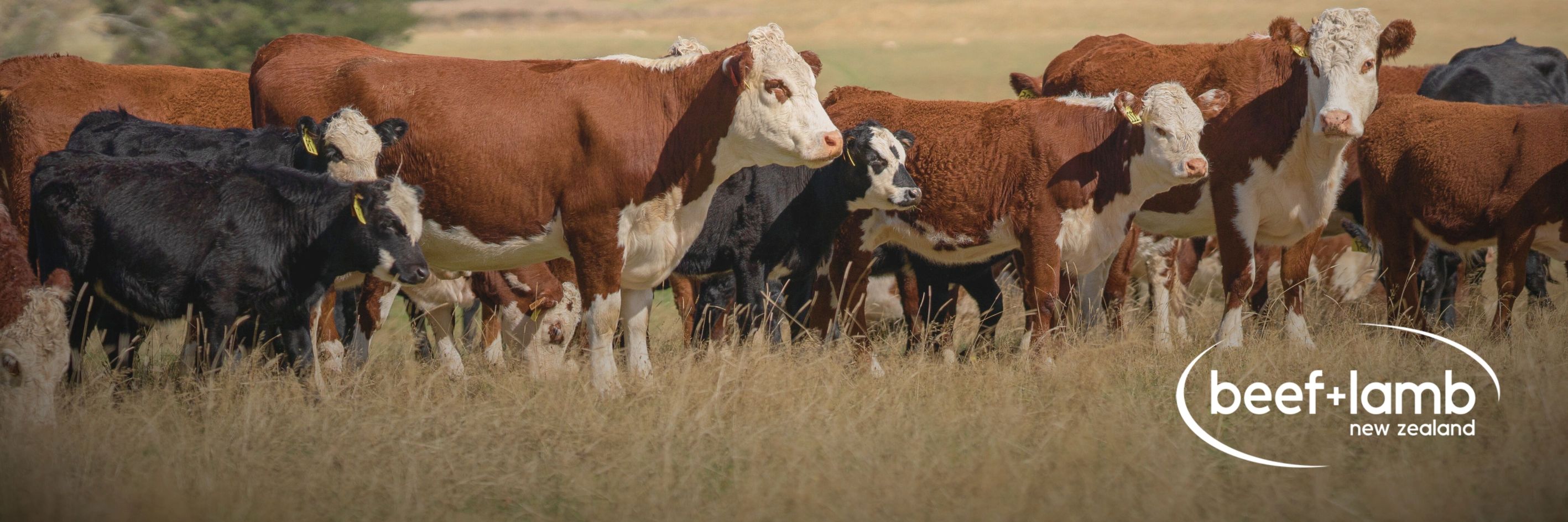 Bull Nominations for Beef Progeny Test open